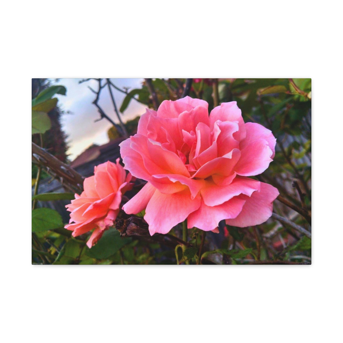 Canvas Gallery Wrap - Double Delight Roses