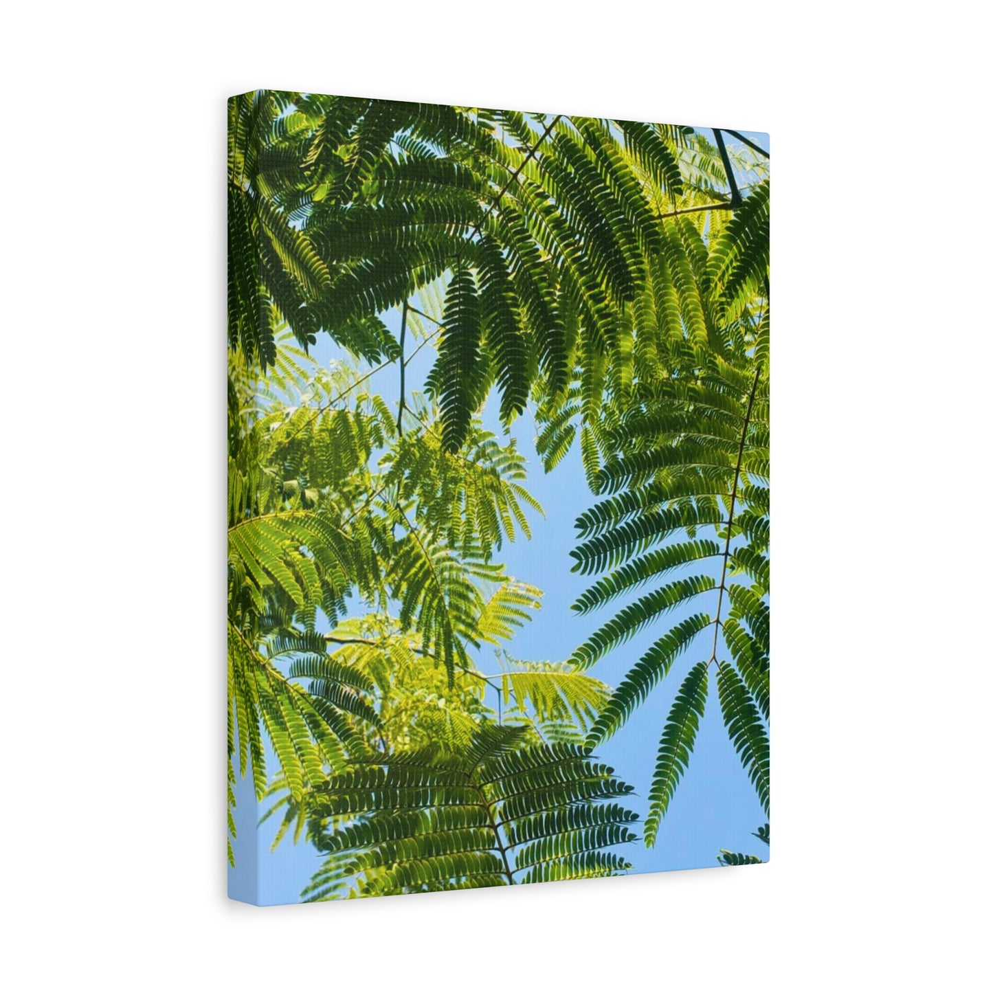 Canvas Gallery Wrap - Silk Canopy #3