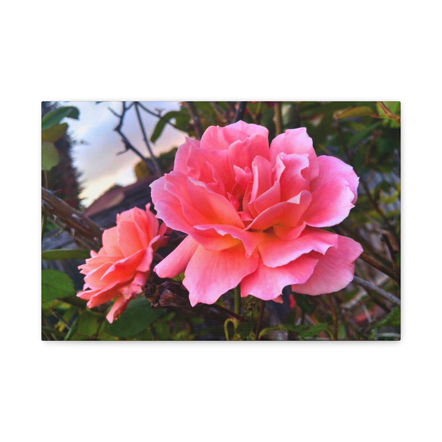 Canvas Gallery Wrap - Double Delight Roses