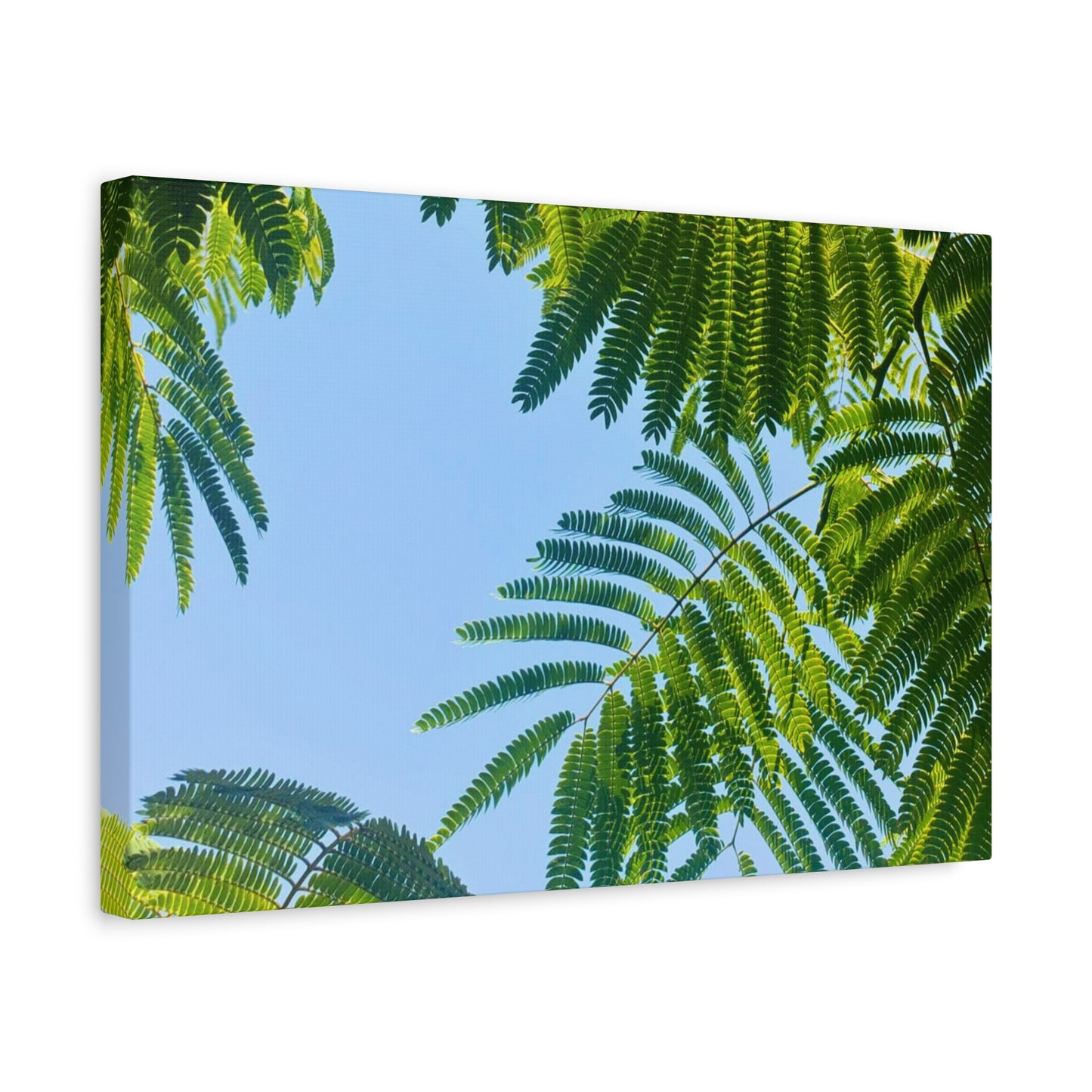 Canvas Gallery Wrap - Silk Canopy #4