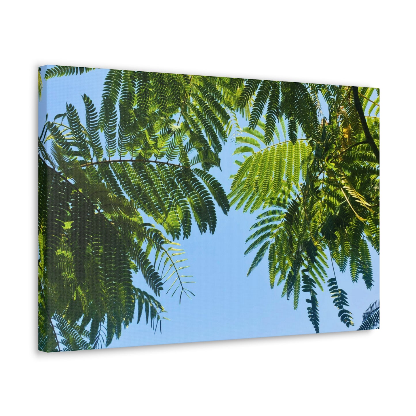 Canvas Gallery Wrap - Silk Canopy #2