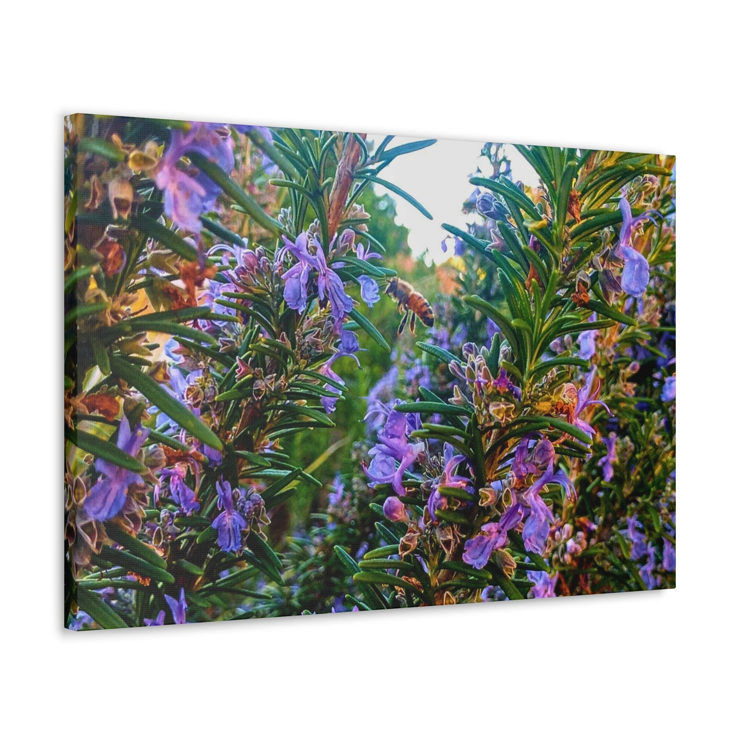 Canvas Gallery Wrap - Rosemarys Pollinator