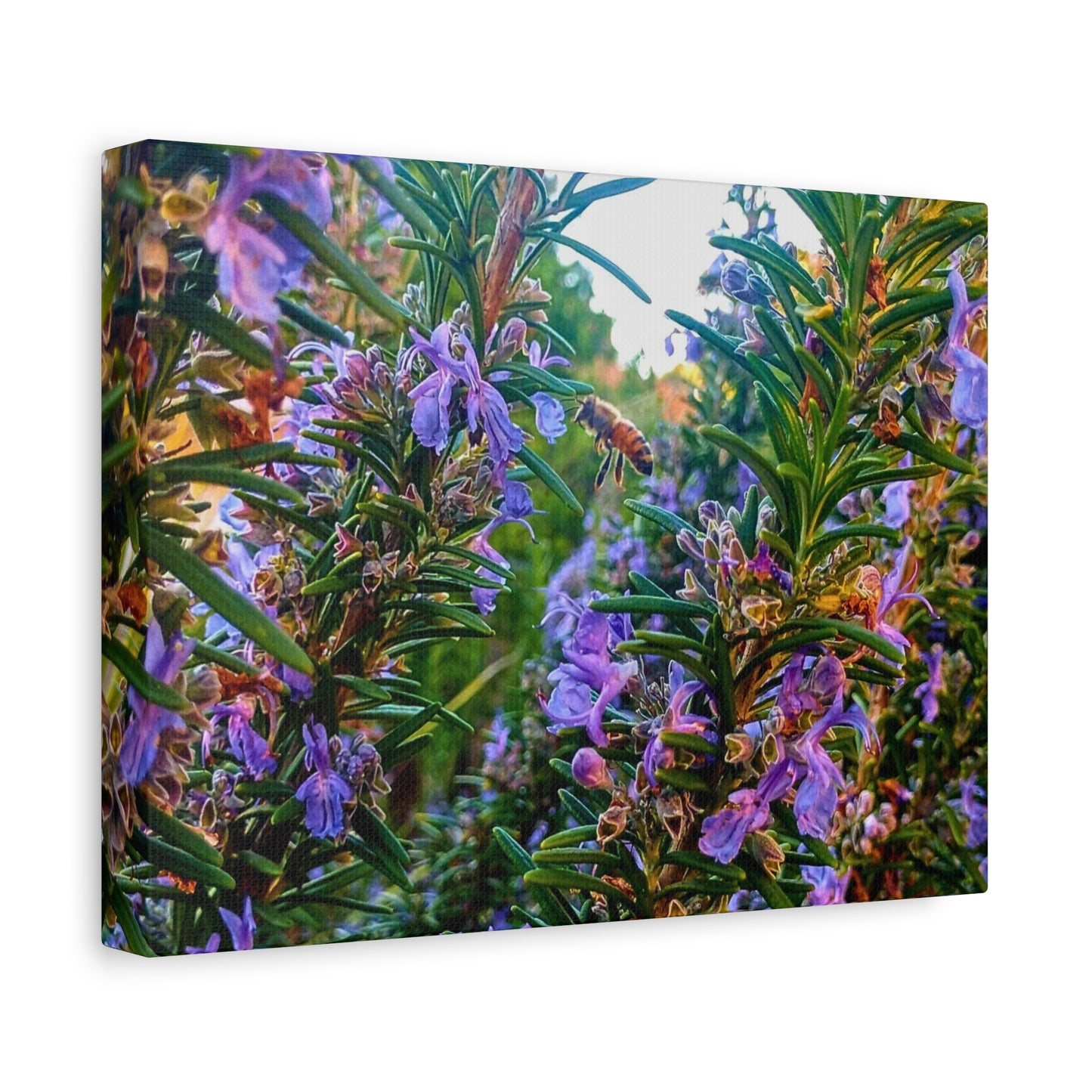 Canvas Gallery Wrap - Rosemarys Pollinator