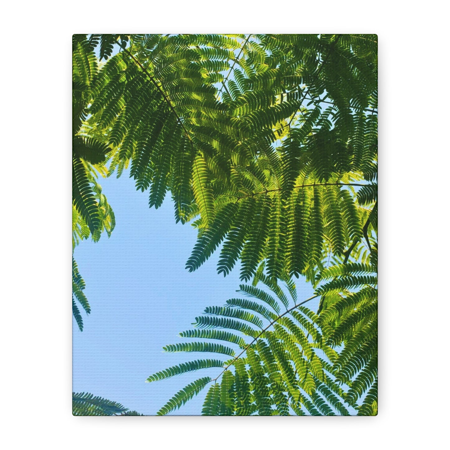 Canvas Gallery Wrap - Silk Canopy #4
