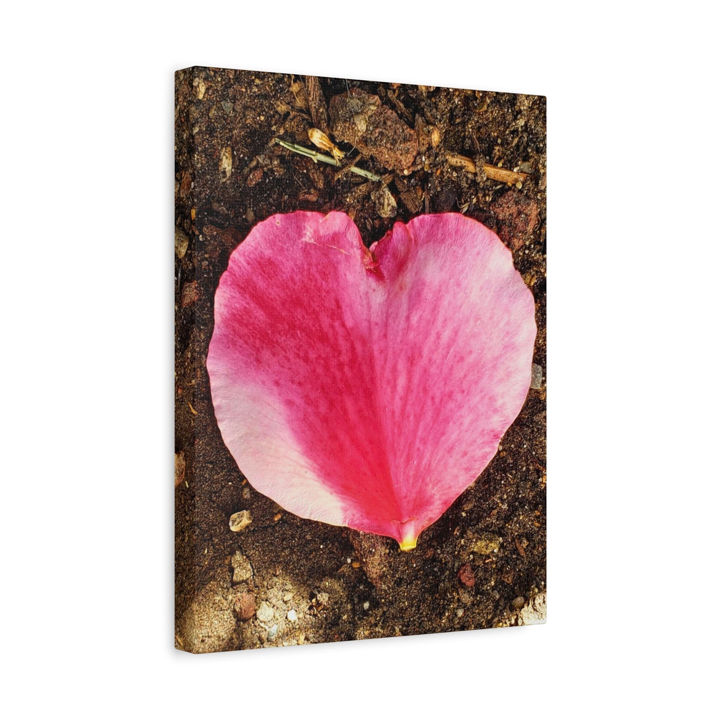 Canvas Gallery Wrap - Double Delight Rose Petal