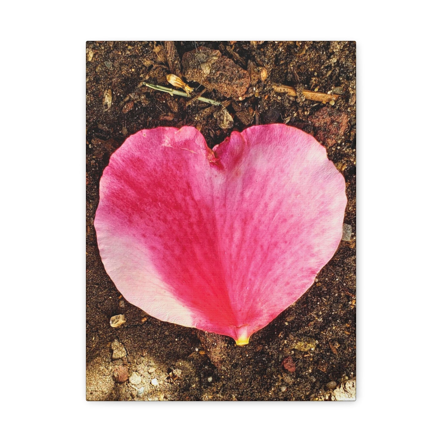 Canvas Gallery Wrap - Double Delight Rose Petal