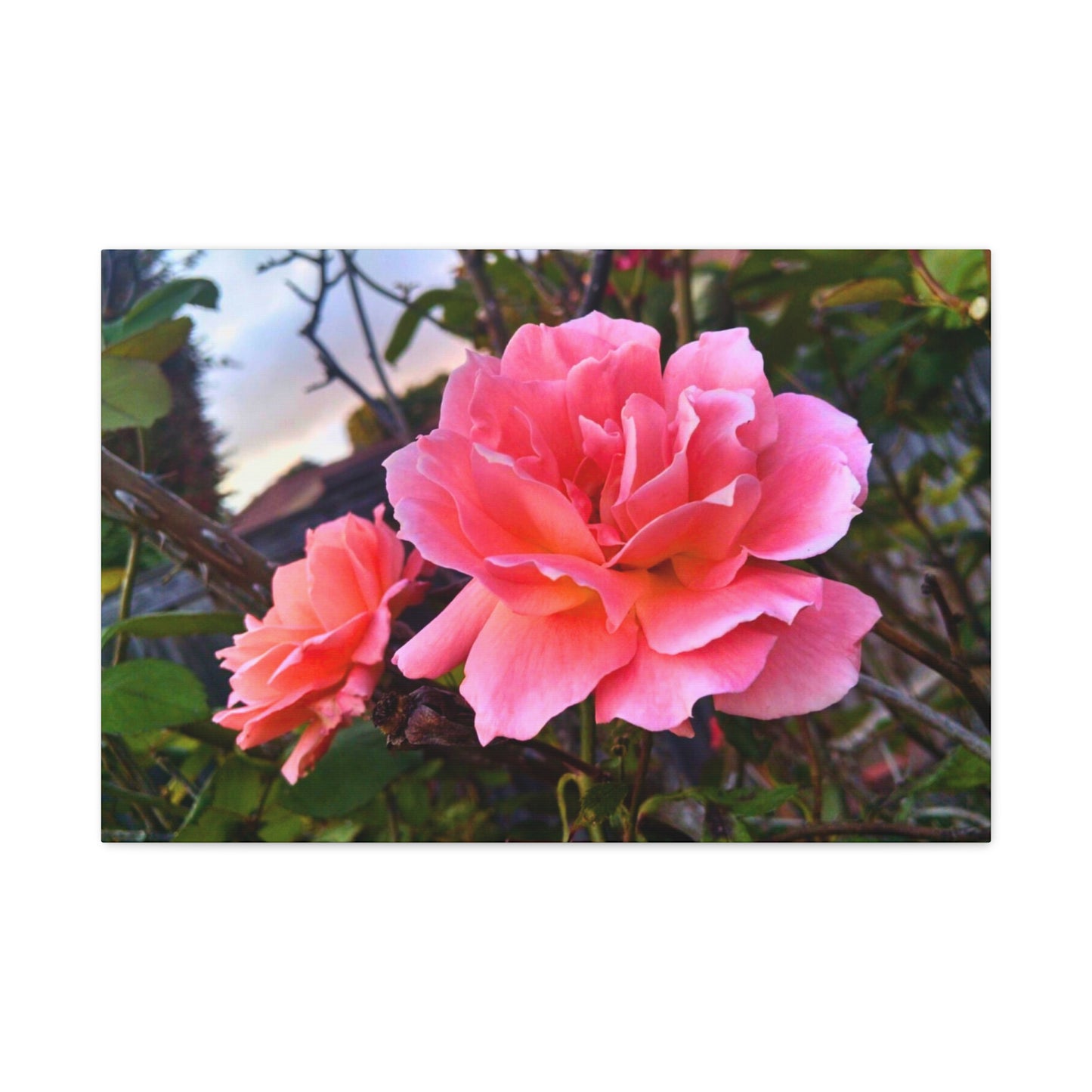 Canvas Gallery Wrap - Double Delight Roses