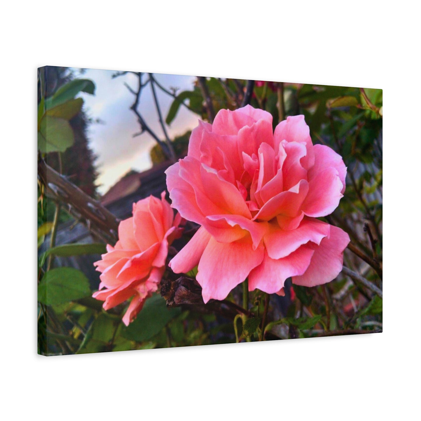 Canvas Gallery Wrap - Double Delight Roses