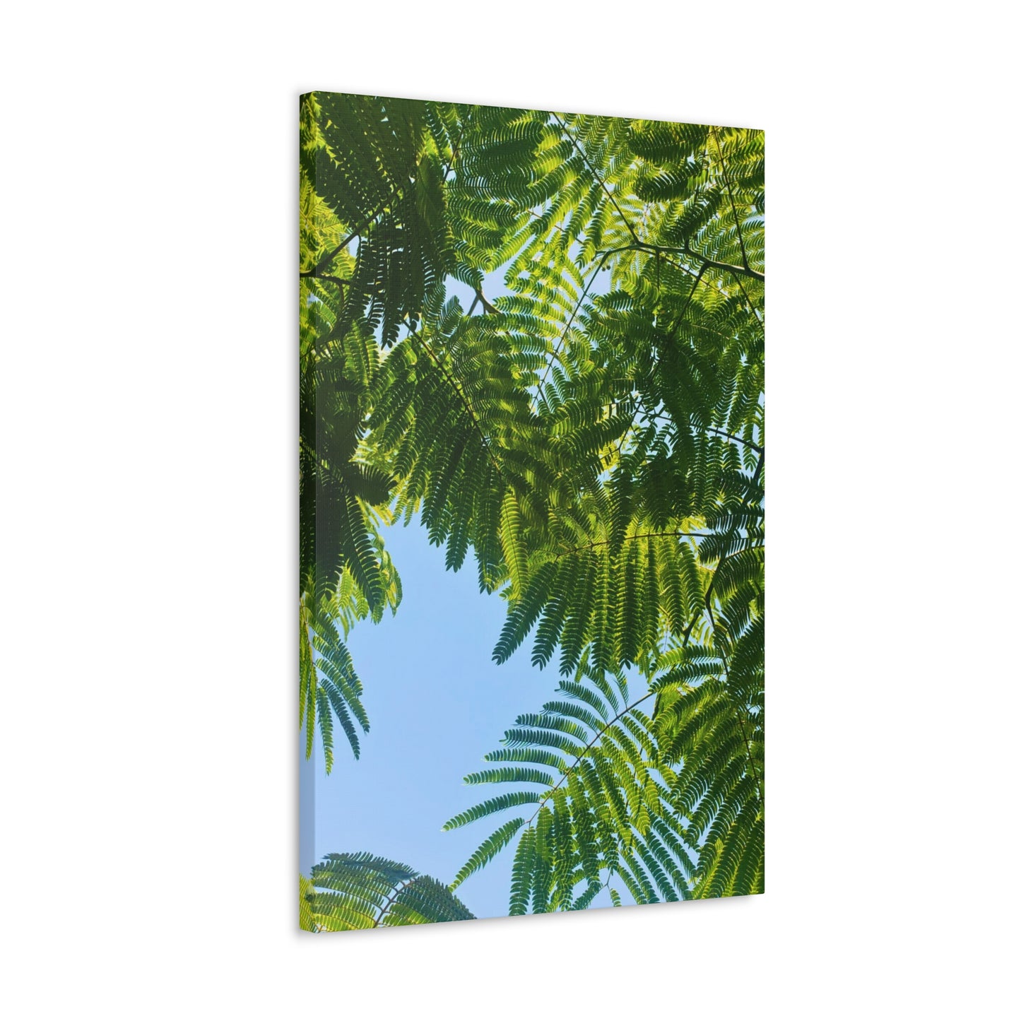 Canvas Gallery Wrap - Silk Canopy #4