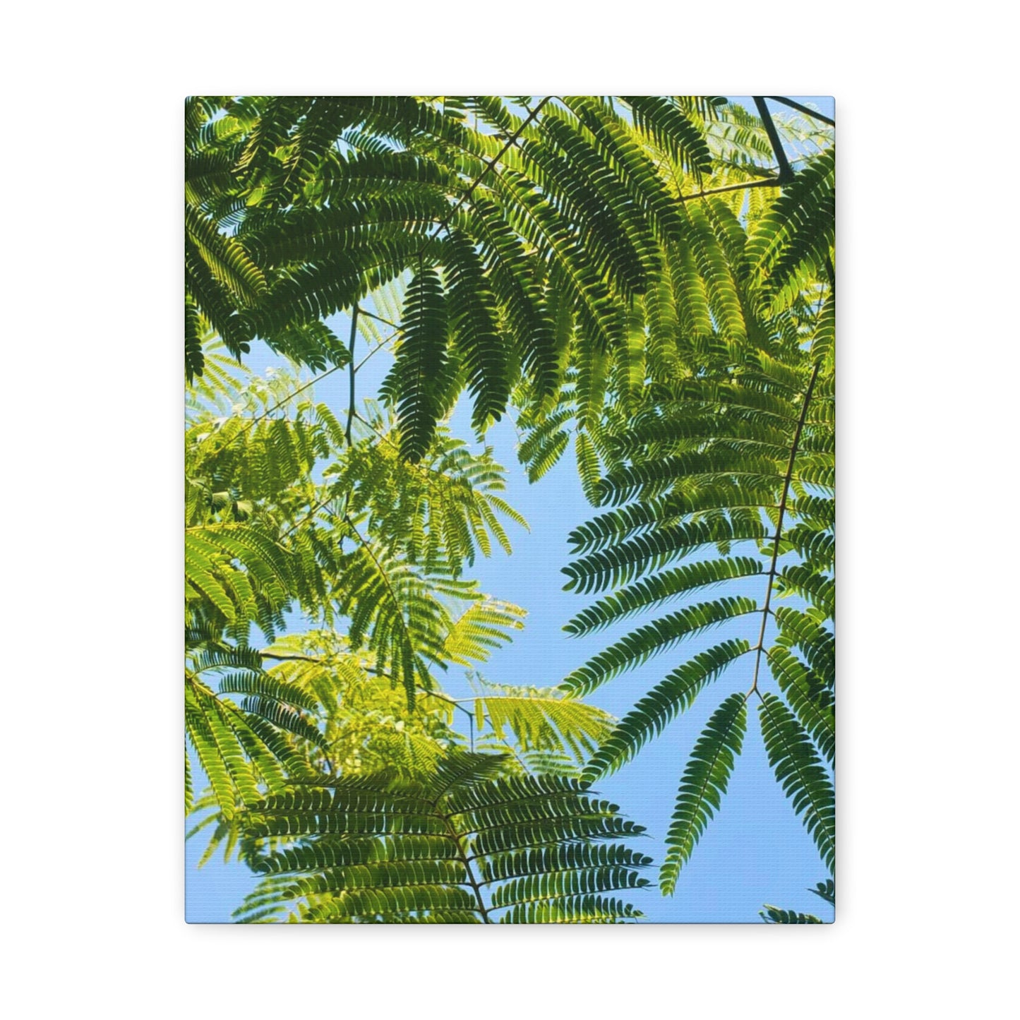 Canvas Gallery Wrap - Silk Canopy #3