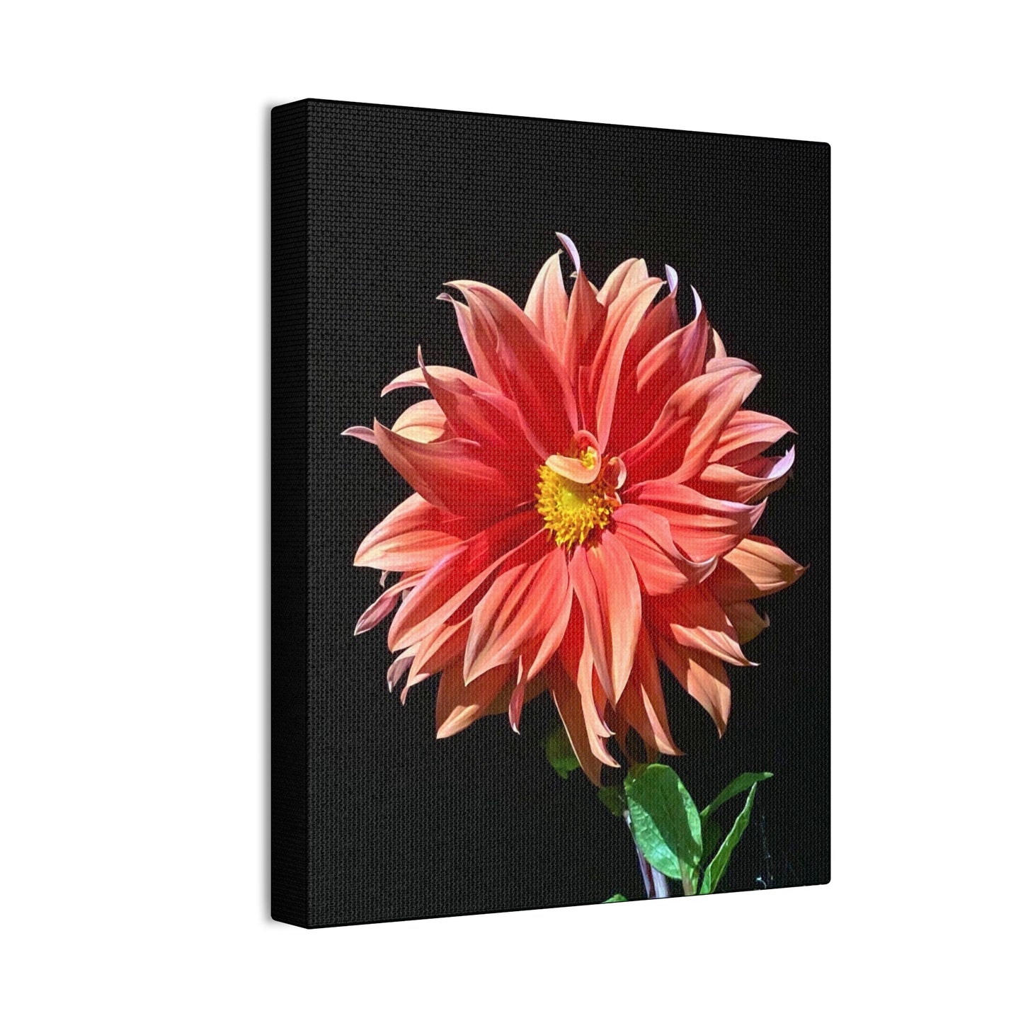 Canvas Gallery Wrap - Dahlia Flower at Night