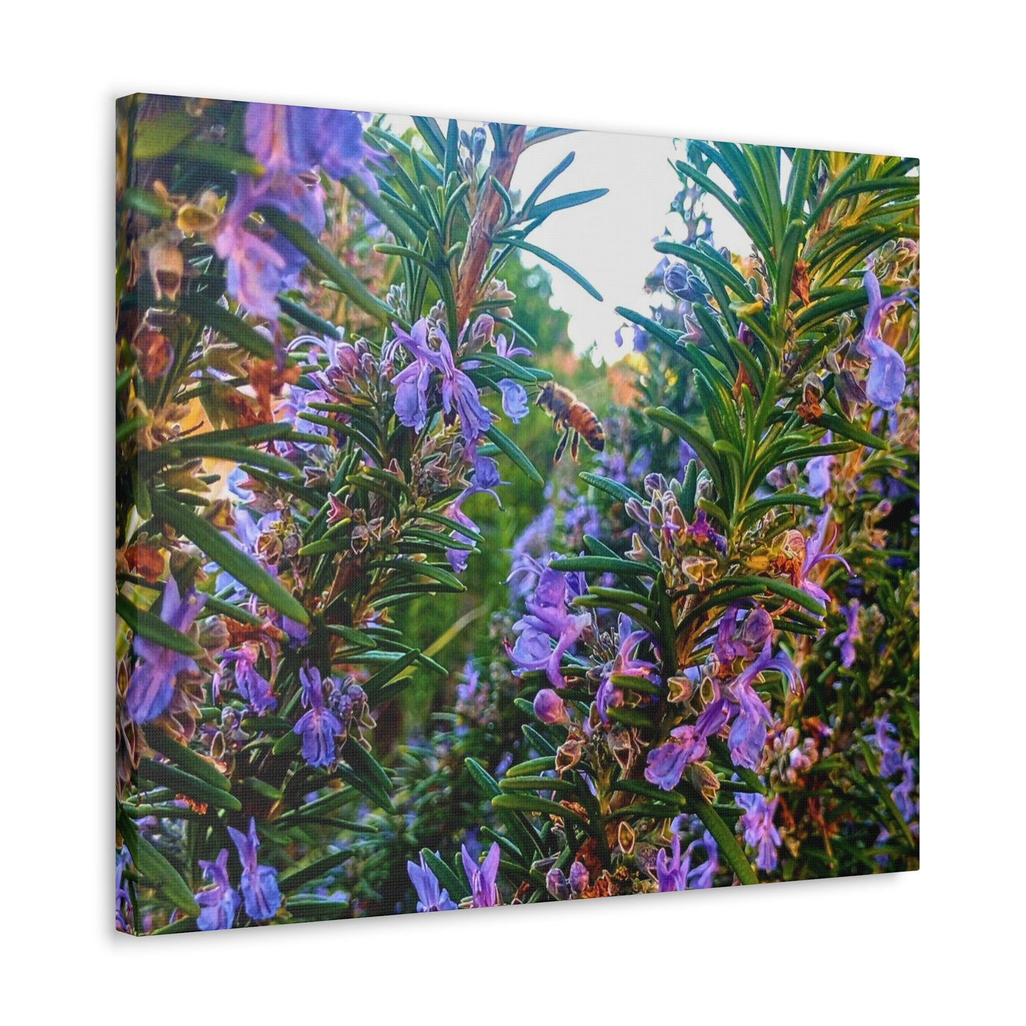 Canvas Gallery Wrap - Rosemarys Pollinator