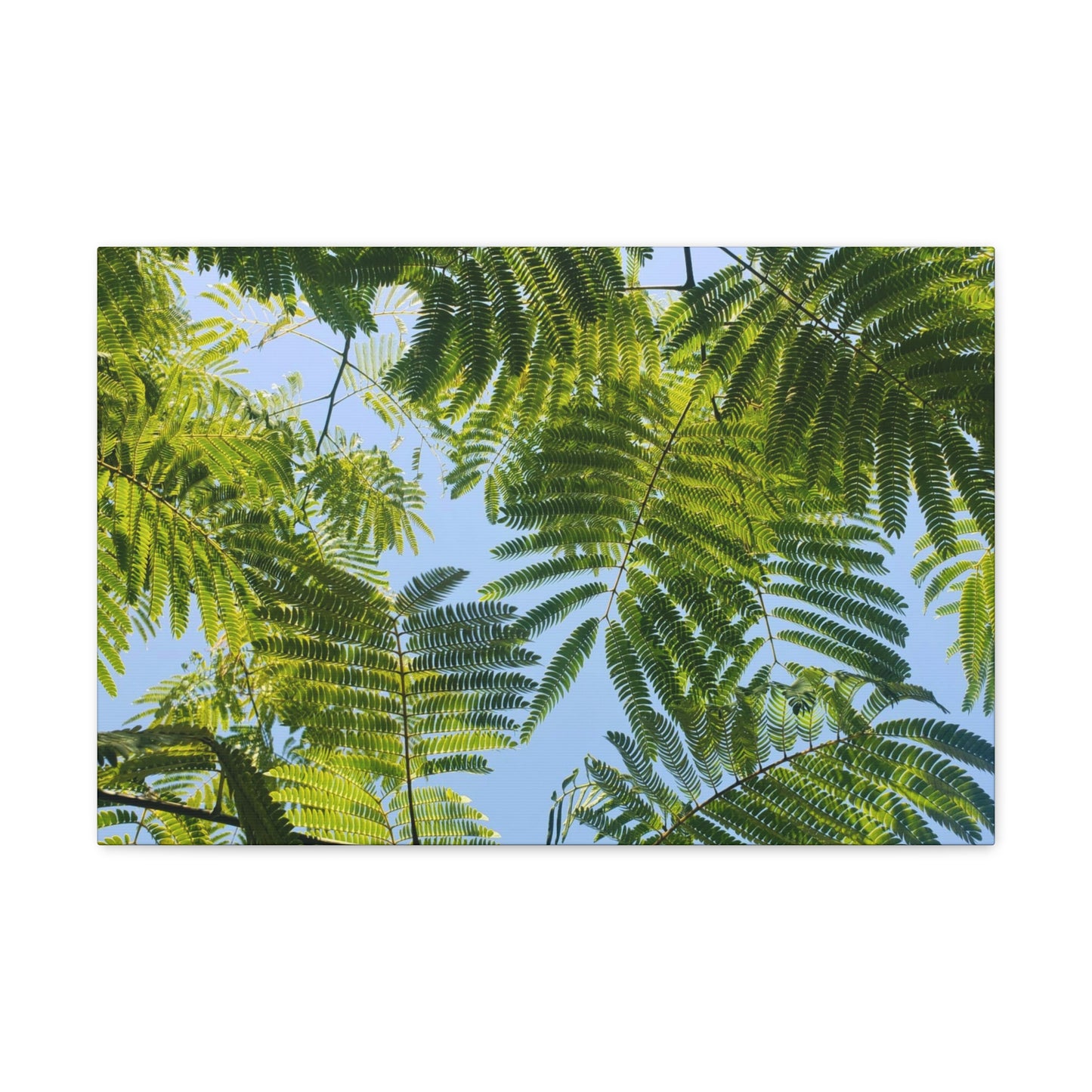 Silk Canopy #1 - Canvas Gallery Wrap