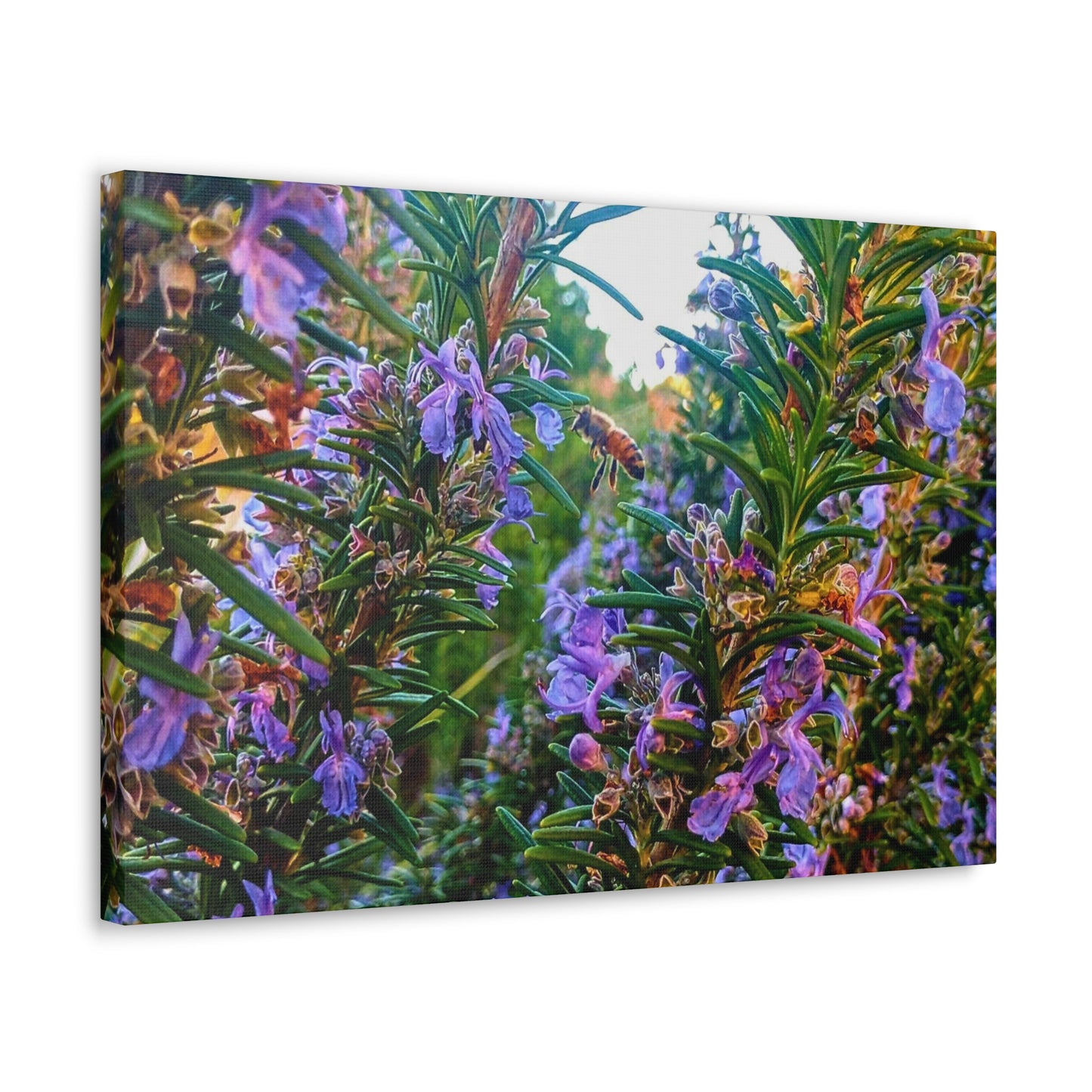 Canvas Gallery Wrap - Rosemarys Pollinator