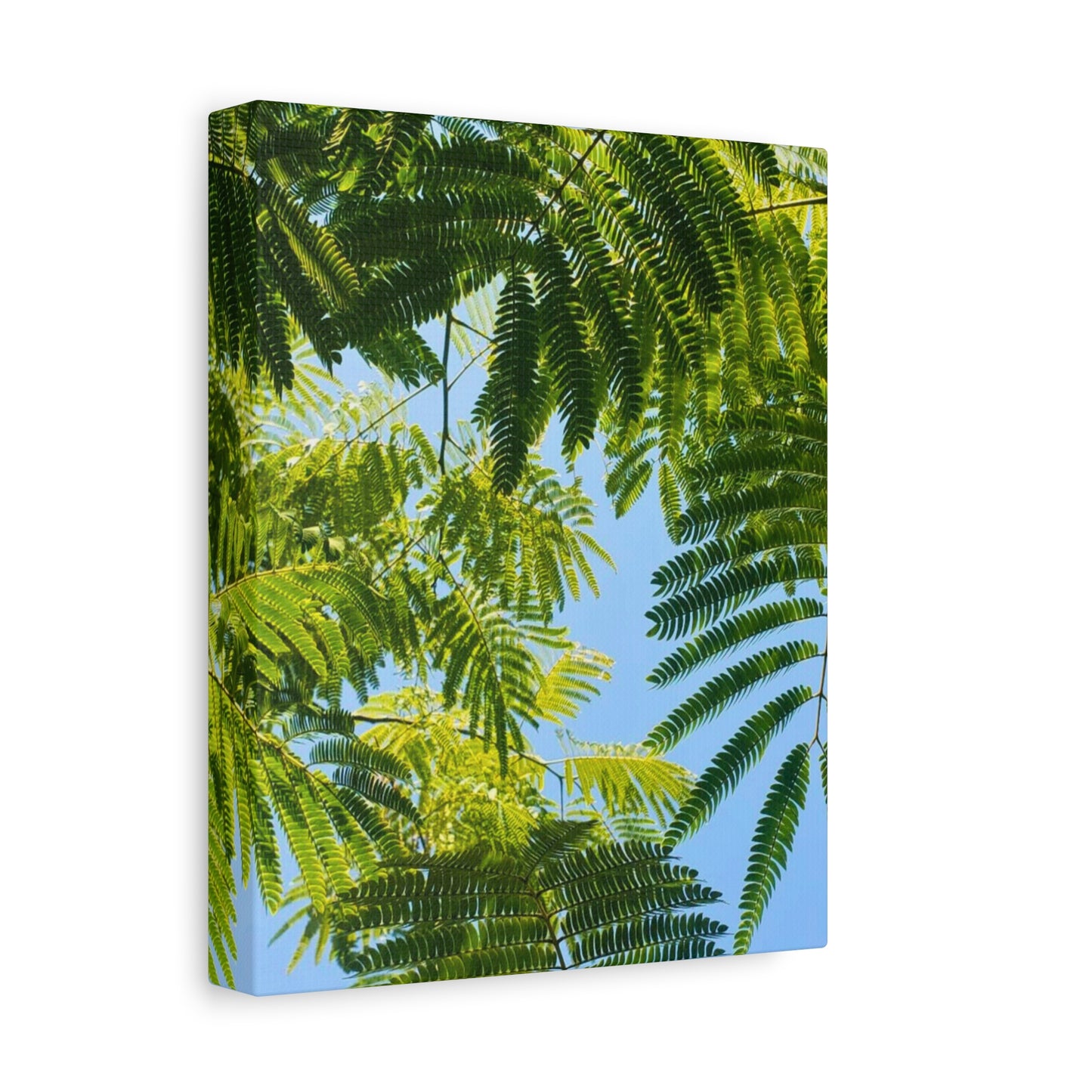Canvas Gallery Wrap - Silk Canopy #3