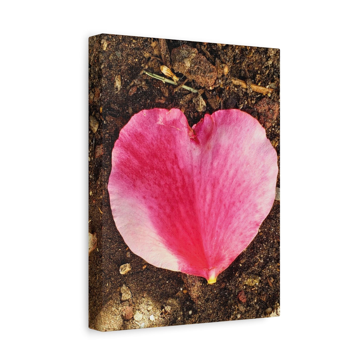 Canvas Gallery Wrap - Double Delight Rose Petal
