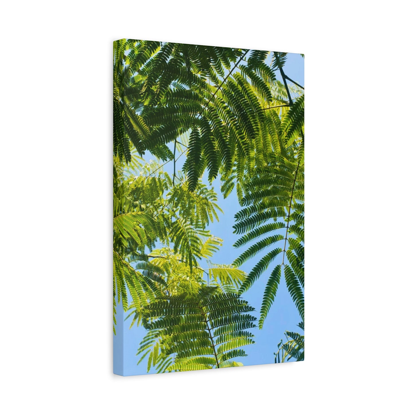 Canvas Gallery Wrap - Silk Canopy #3