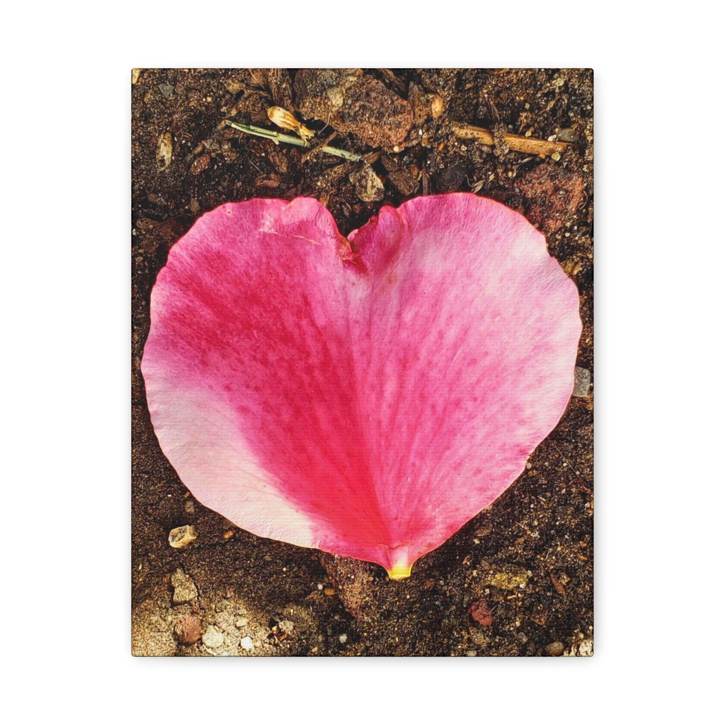 Canvas Gallery Wrap - Double Delight Rose Petal