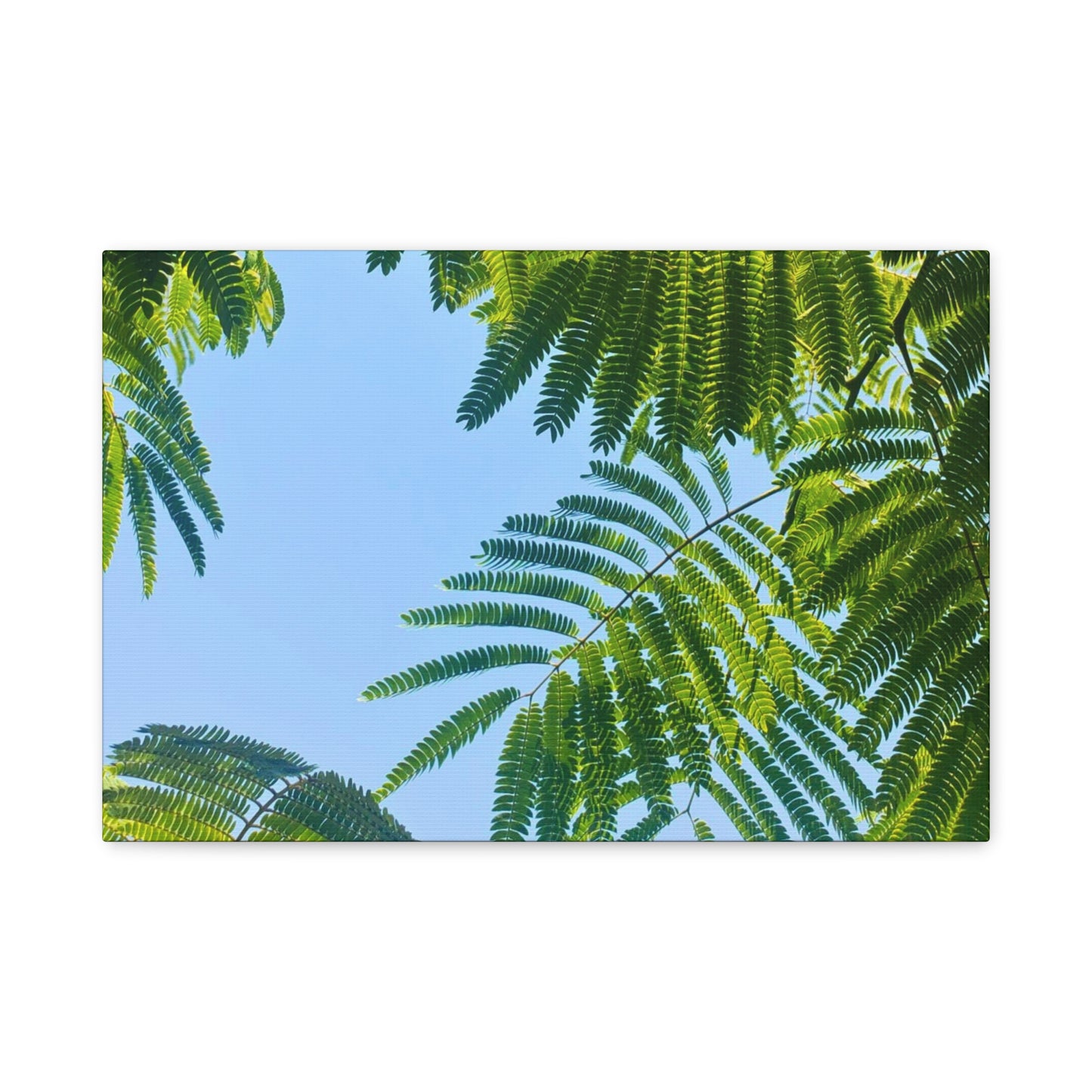 Canvas Gallery Wrap - Silk Canopy #4
