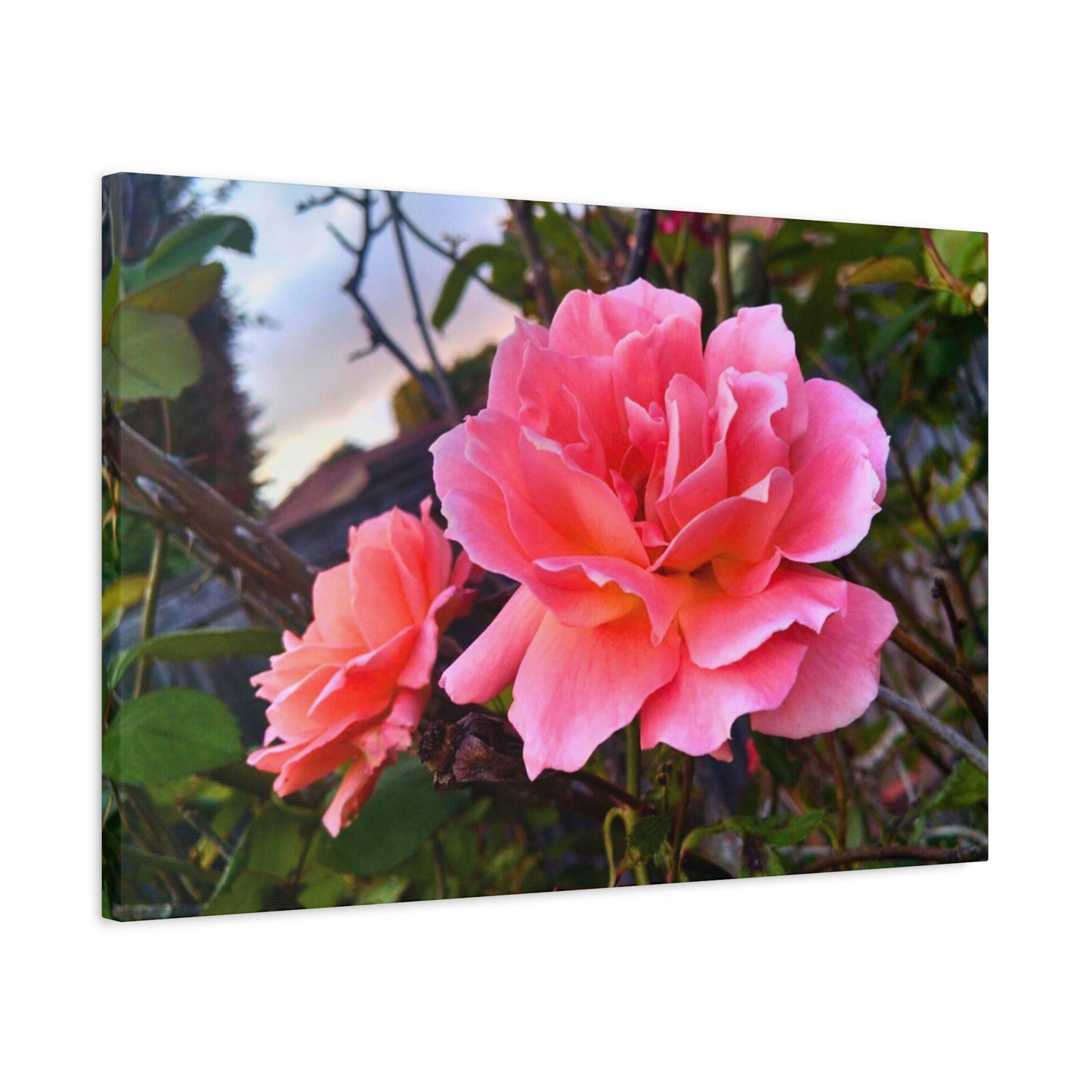 Canvas Gallery Wrap - Double Delight Roses