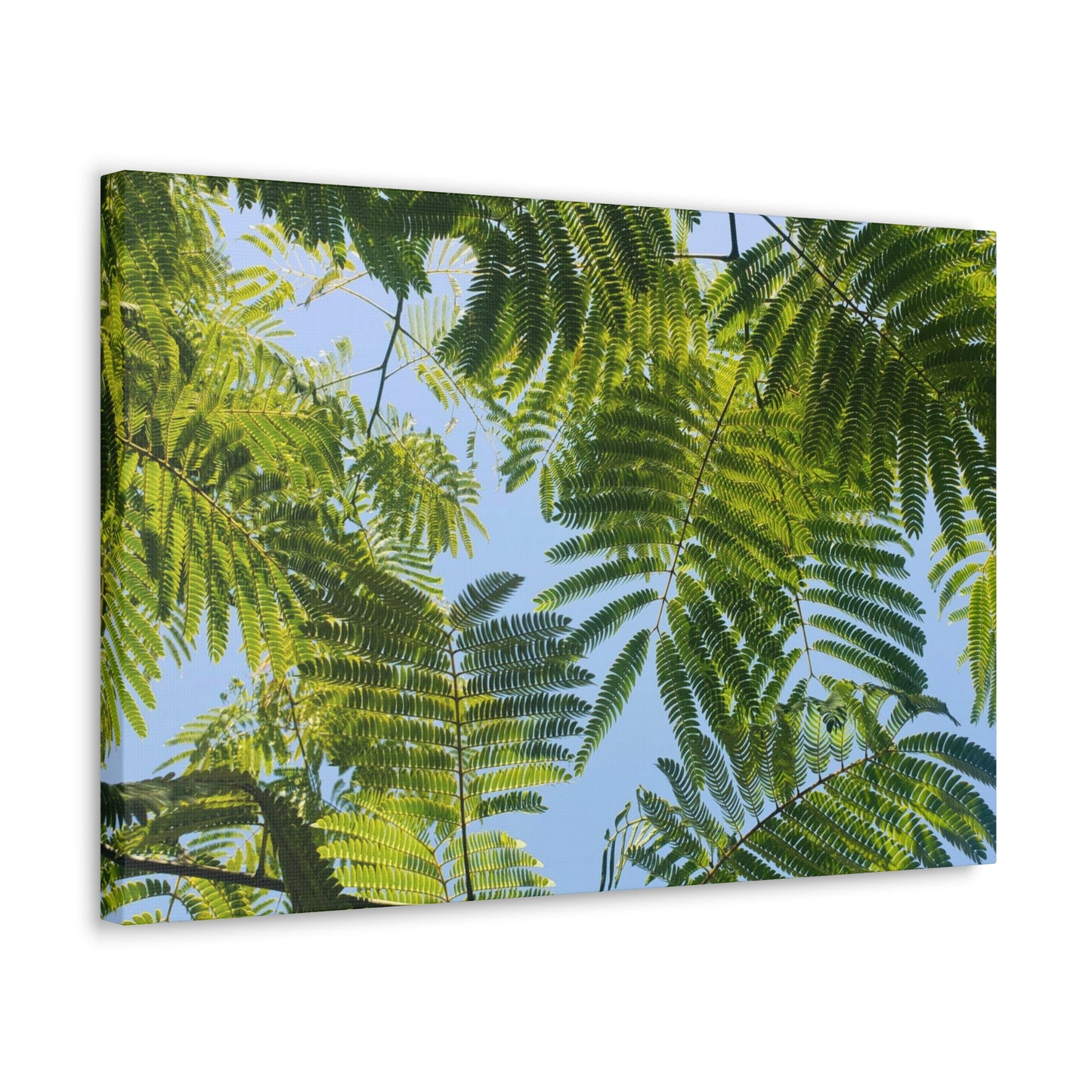 Silk Canopy #1 - Canvas Gallery Wrap