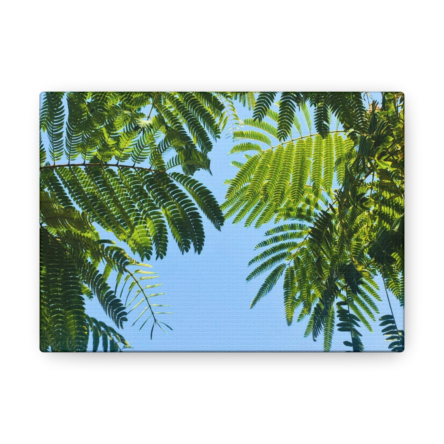 Canvas Gallery Wrap - Silk Canopy #2