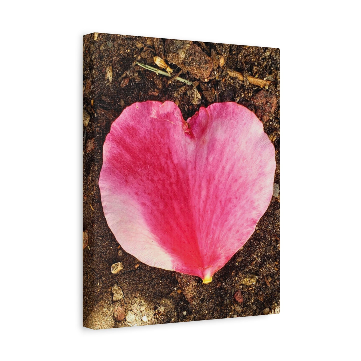 Canvas Gallery Wrap - Double Delight Rose Petal