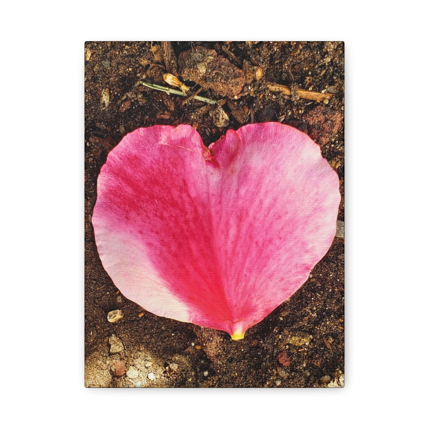 Canvas Gallery Wrap - Double Delight Rose Petal