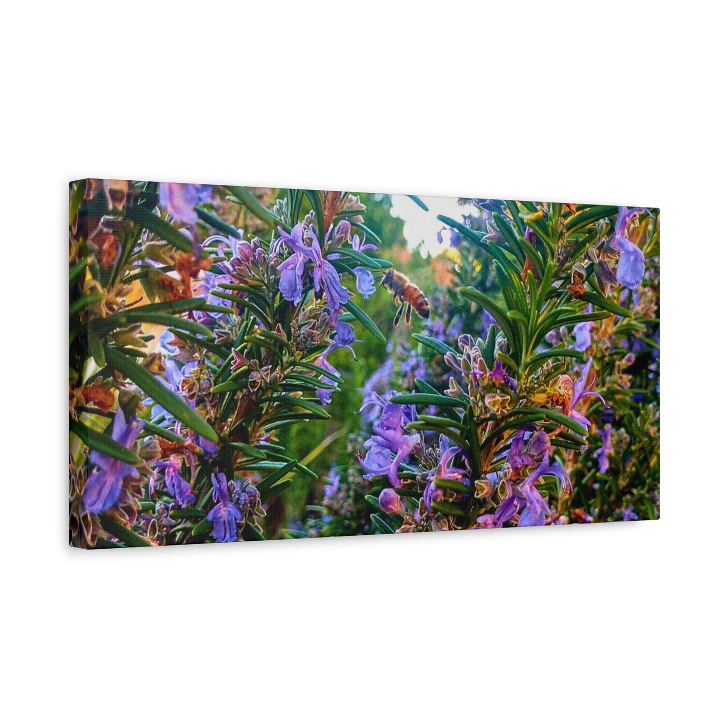 Canvas Gallery Wrap - Rosemarys Pollinator
