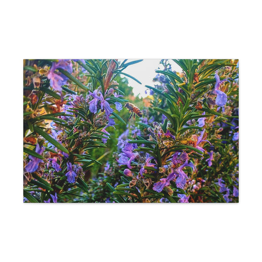 Canvas Gallery Wrap - Rosemarys Pollinator