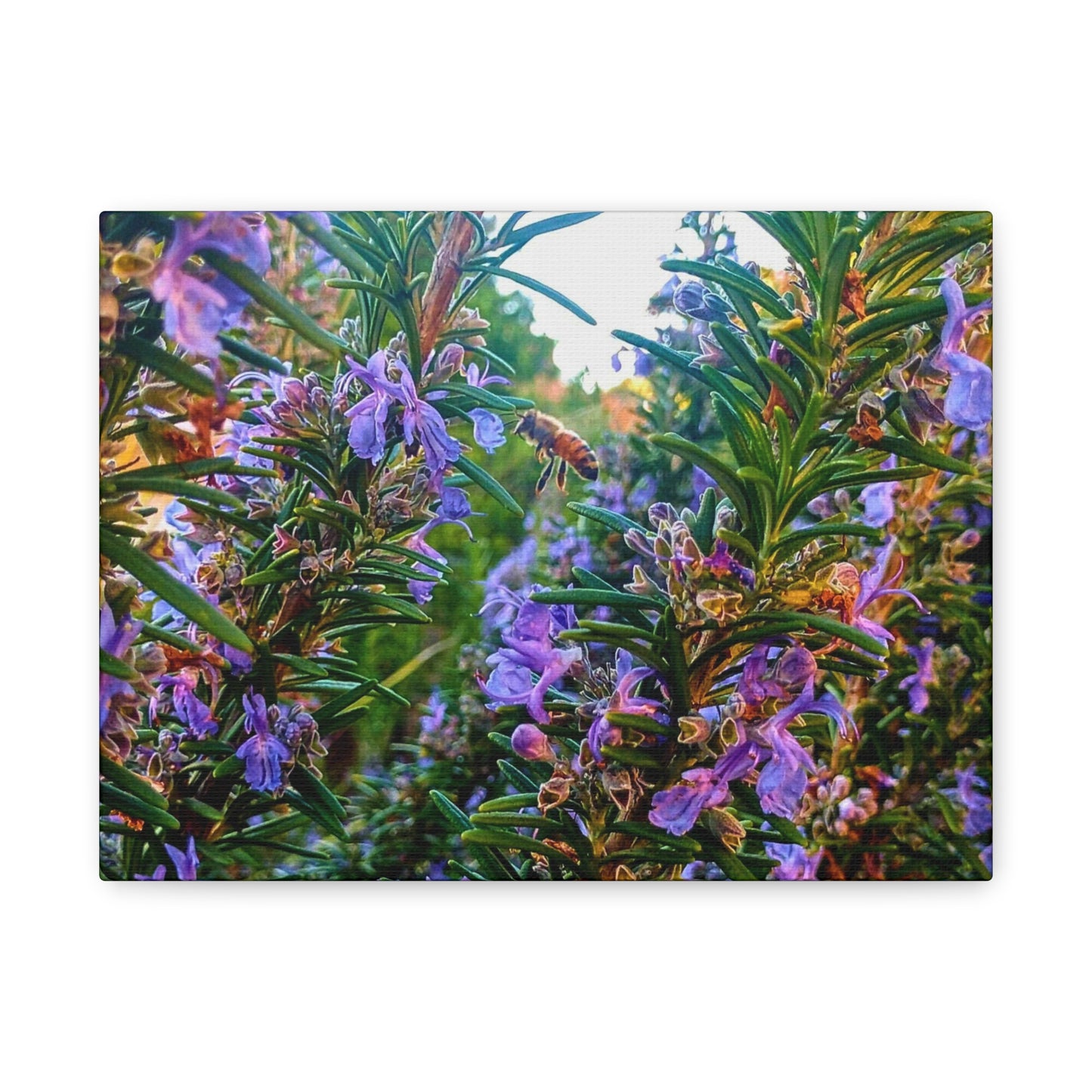 Canvas Gallery Wrap - Rosemarys Pollinator