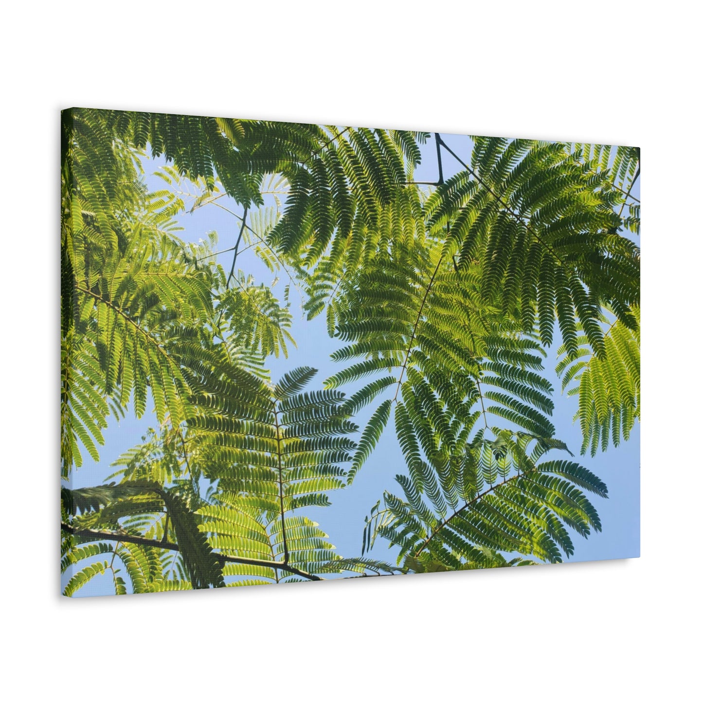 Silk Canopy #1 - Canvas Gallery Wrap