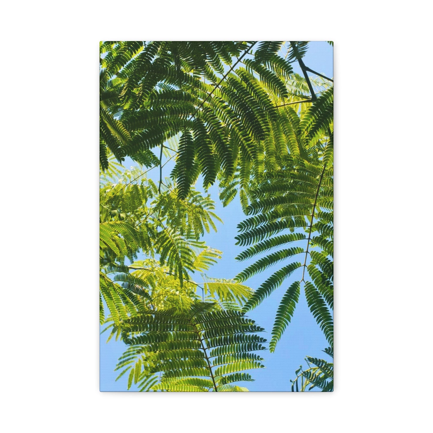 Canvas Gallery Wrap - Silk Canopy #3