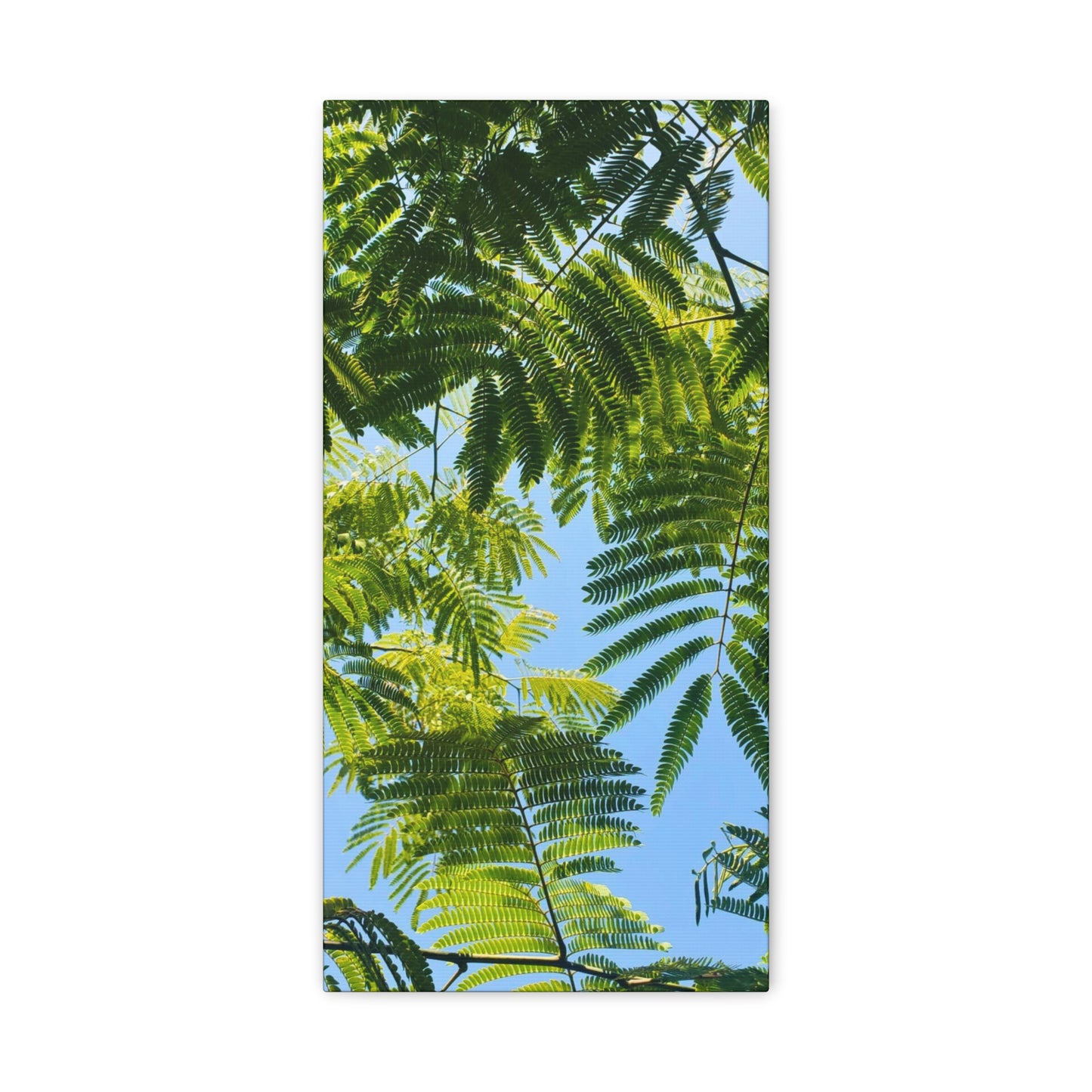 Canvas Gallery Wrap - Silk Canopy #3