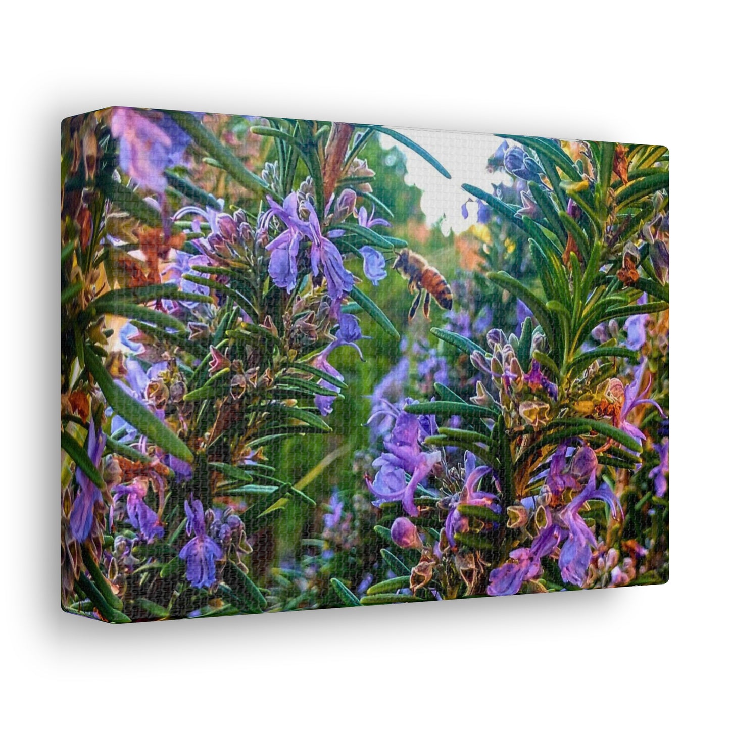 Canvas Gallery Wrap - Rosemarys Pollinator