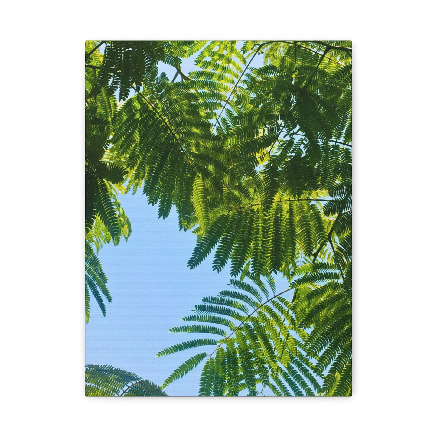Canvas Gallery Wrap - Silk Canopy #4