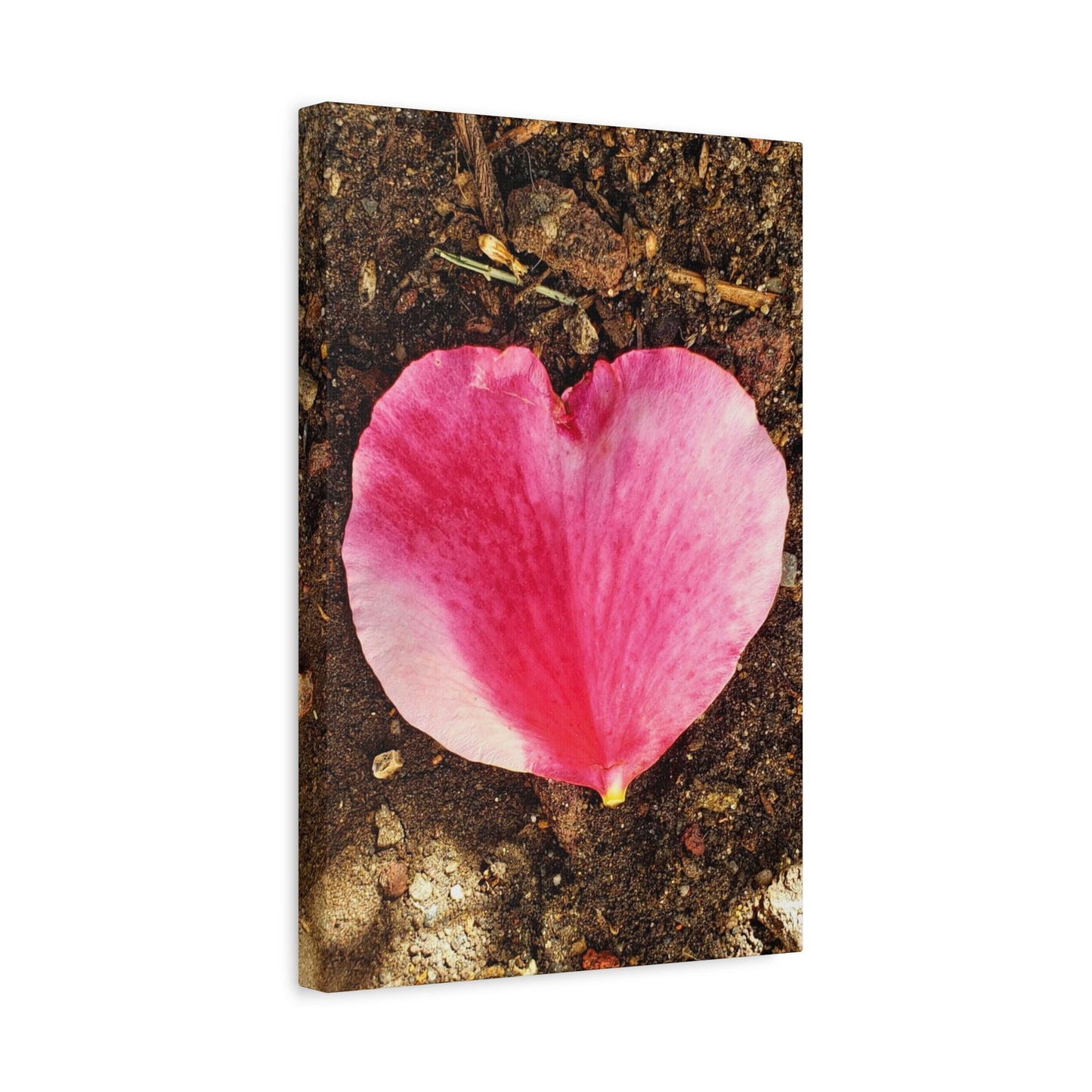 Canvas Gallery Wrap - Double Delight Rose Petal