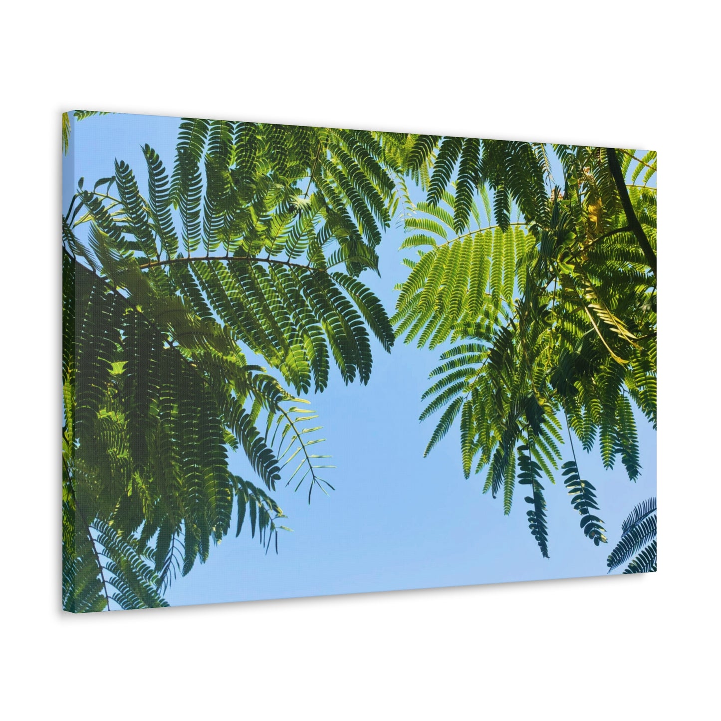 Canvas Gallery Wrap - Silk Canopy #2