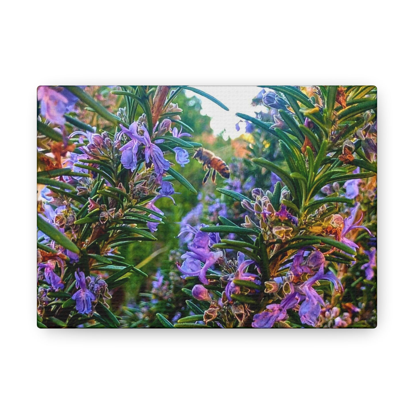 Canvas Gallery Wrap - Rosemarys Pollinator