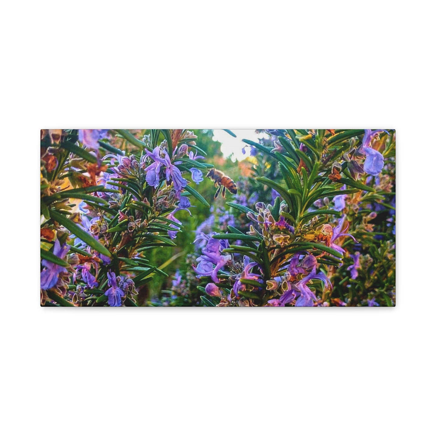 Canvas Gallery Wrap - Rosemarys Pollinator