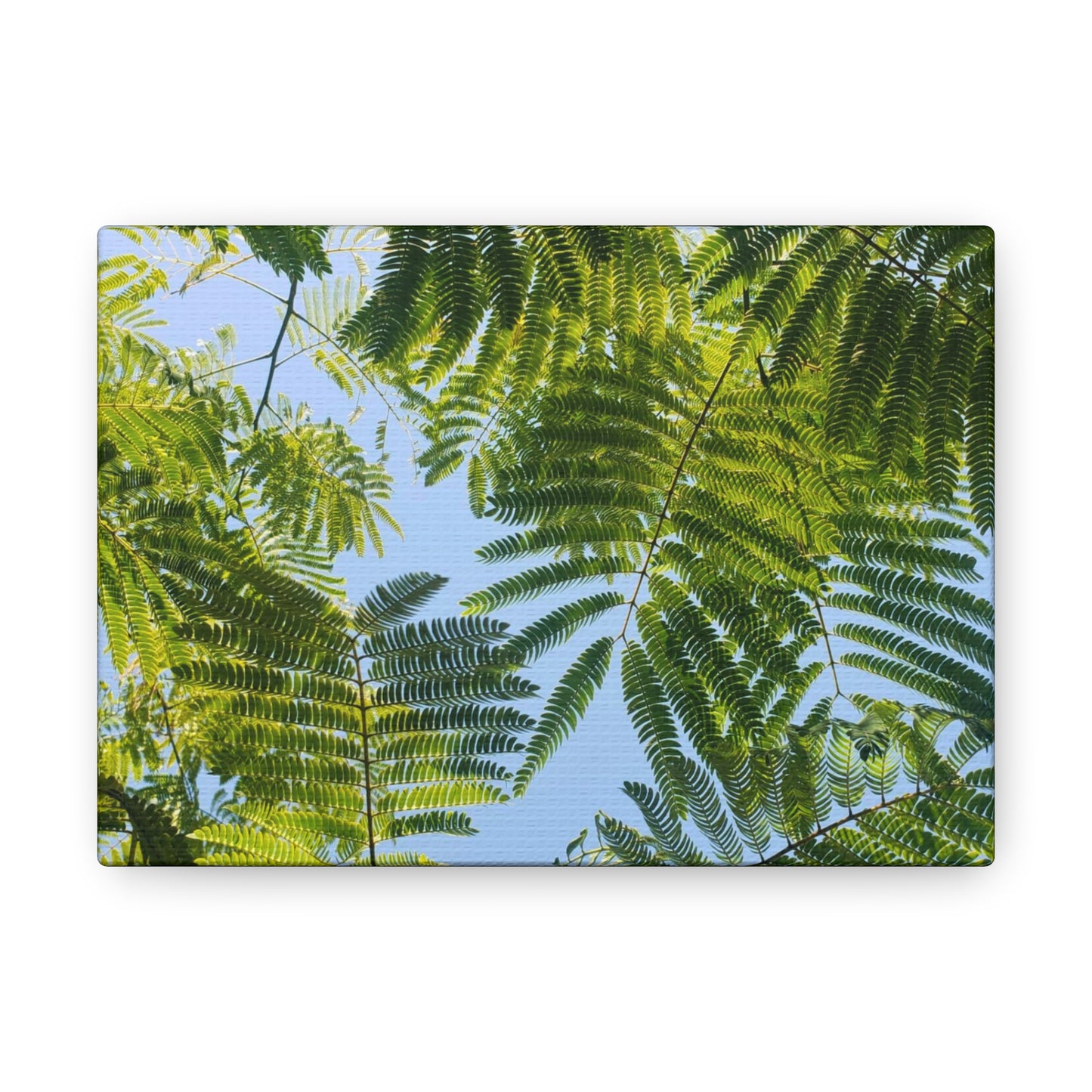 Silk Canopy #1 - Canvas Gallery Wrap