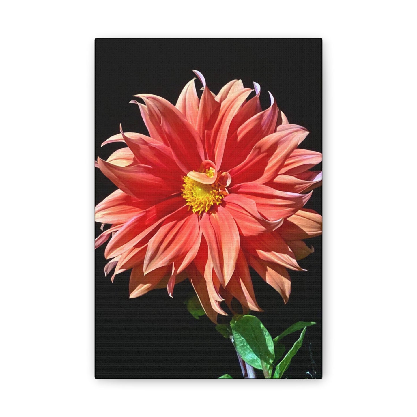 Canvas Gallery Wrap - Dahlia Flower at Night
