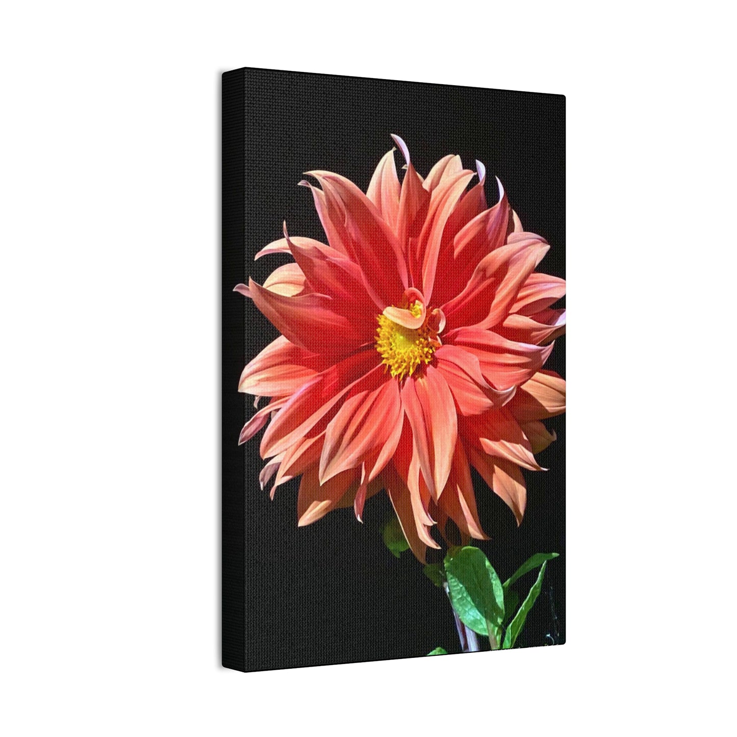 Canvas Gallery Wrap - Dahlia Flower at Night