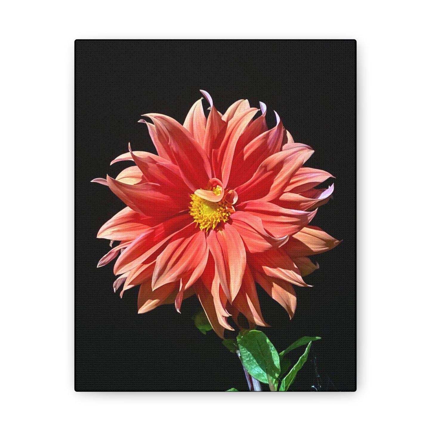 Canvas Gallery Wrap - Dahlia Flower at Night