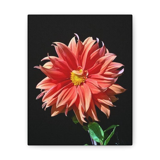 Canvas Gallery Wrap - Dahlia Flower at Night